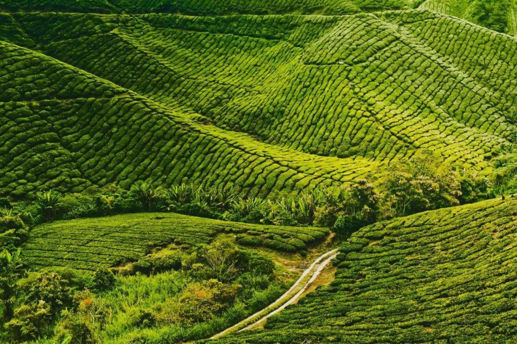 Oyo 90722 D'Puncak Hotel Cameron Highlands Exterior foto